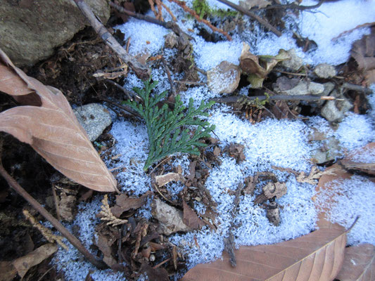 その前に降った雪の名残り　落ちている葉から、針葉樹がヒノキではなくサワラとわかる