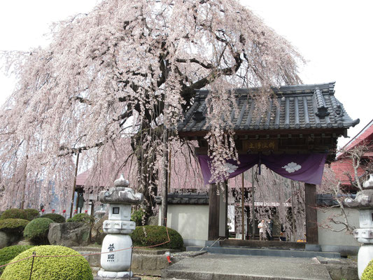 番屋茶屋のママさんに教えてもらった「周林寺」のぼんぼり桜を帰りの駄賃で見に行く　ちょっとした名所になっているらしく、ちゃんと駐車場もありお寺の関係者が誘導もしてくれていた