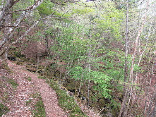 柳沢峠から六本木峠の間は、散策路の経路がいろいろある　ブナのみちを行く