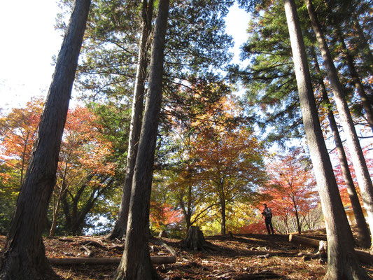 紅葉目当てに写真撮影に来ている人、老夫婦が散策で杖をついて歩いていたり、県民の憩いの場