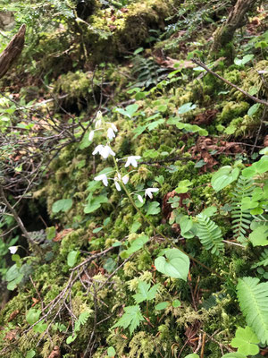 薬師岳は早池峰とは異なり小田越を隔てて花崗岩の山だった　一気にオサバグサが優勢となったのは、この地質の違いもあるのか？