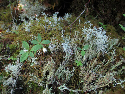 珊瑚のように白味がかったものは苔ではなく、どうやら地衣類の仲間のようです　そこにもツマトリソウの蕾が…