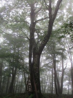 秋山峠から5分ほど行くと赤鞍ヶ岳の山頂　どなたの作か、立派な手作りの味のある山頂標識が大きなブナに上手いこと添えられていた