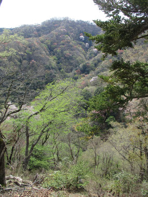 華厳山と高取山の間の谷　山笑う