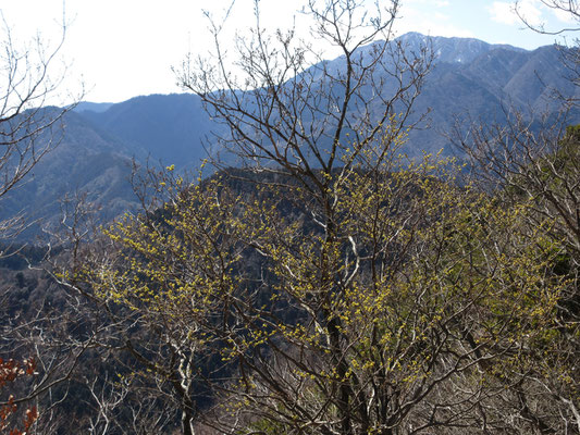 荻野高取山山頂付近は日当たりもいいせいか、ダンコウバイが随分とほころんでいた