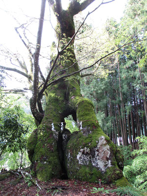 幹には大きな穴？が空いています　昔はこの穴で子どもたちが遊んだと説明板にあります