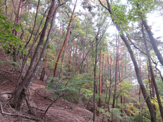 まさに赤松林 手入れが入っていたら、こんな呑気に入山出来ていなかったろう
