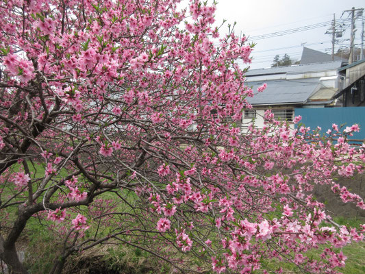メチャクチャ派手な色の桜？　桃？