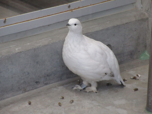帰りがけに外の分館にて飼育している雷鳥を見学 真っ白になっているメス