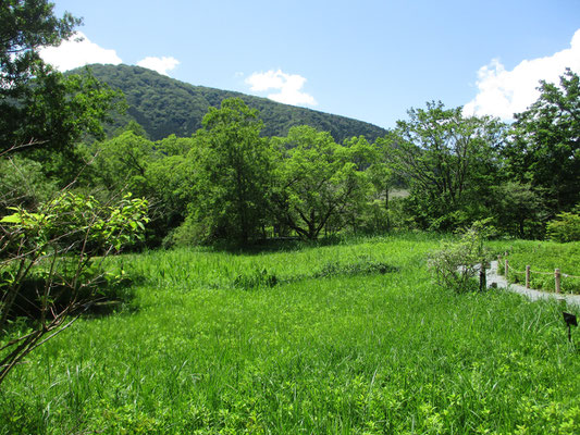 園内コースを進むと、視界が開ける場所に出る　向こうの山はススキ原の奥の台ヶ岳