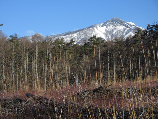 こちらは前三ツ頭　右肩に白いギザギザが乗っているが、権現岳がちょっと見えている