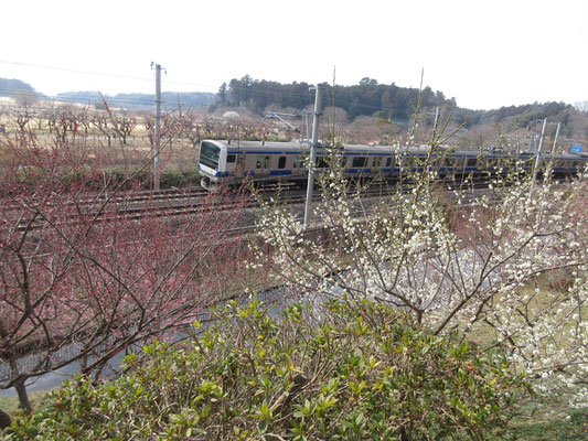 梅まつり会場にて9　常磐線普通も今日はすべて偕楽園駅に停車する