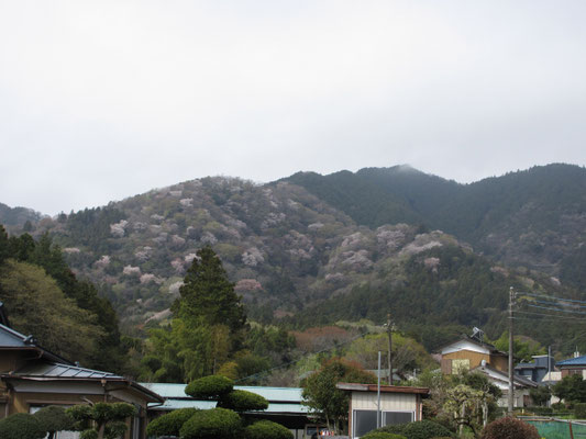 登山口に向かう途中から見る西山　こんな沢山の山桜の山は知らない