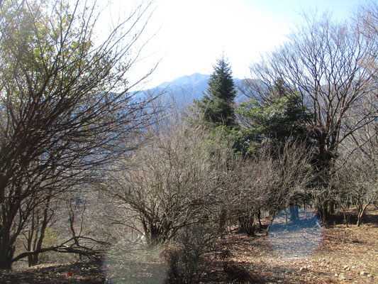 ようやく着いた華厳山　そのちょっと先の通称「ヒオウギ広場」にて昼休憩　以前はもっとよく相州大山が見えたのですが、手前の木が大きくなってきました