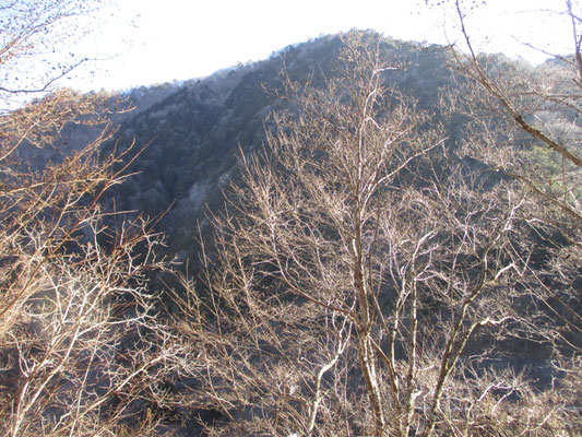 登山道が分からず歩き始めた林道　朝の陽を受けて小枝が輝きキラキラ　目が惹かれる