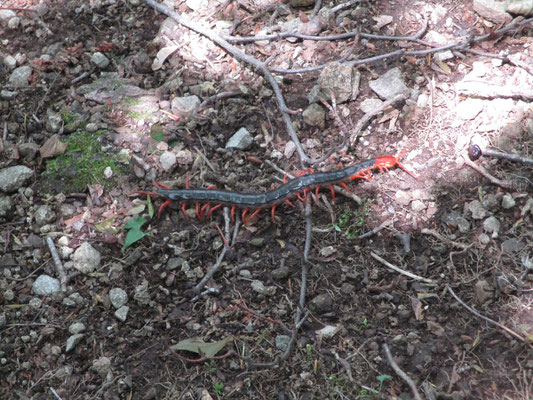 度肝を抜かれたムカデの親分　登山道脇を歩いていた