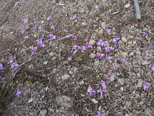 下の方ではミツバツツジの落花が地面を染める