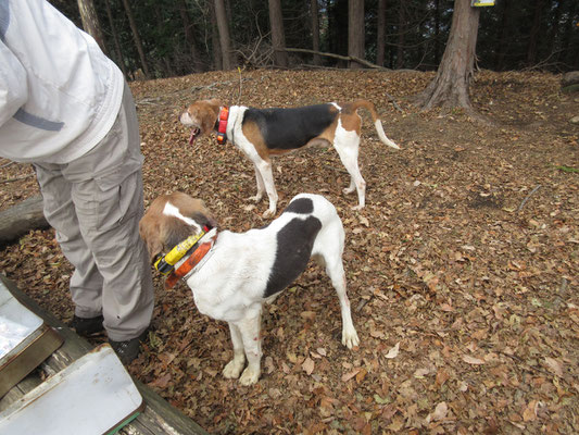 狩猟解禁で、狩猟犬が入っていたが、この二匹はあまり役立たずの様子　事務局のOさんがザックをガサゴソやり始めたら、すぐに近寄ってきて「何かくれるかな？？」という様子　全然仕事しない！