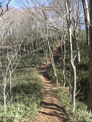 下山途中の山道　昔の丹沢の山歩きを彷彿とさせる光景で懐かしい思いがします