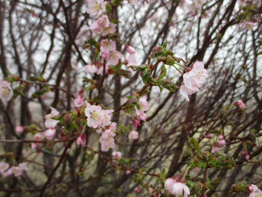 この木の花はピンク色が濃くてかわいい