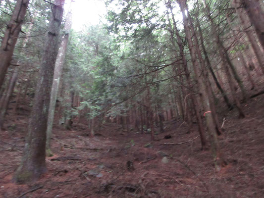 分岐からの下りは今までとは別世界のような手の入っていない、あまり楽しくない植林帯