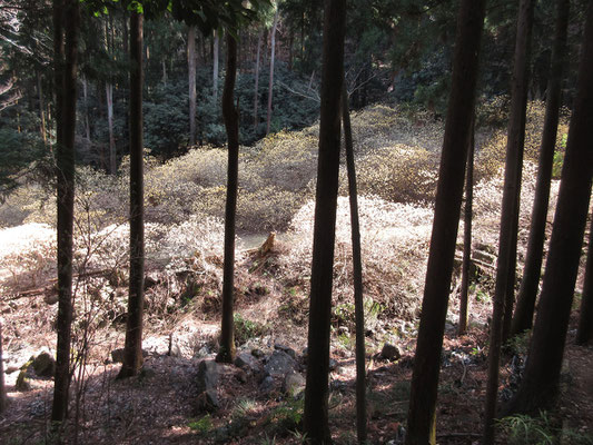 隣の尾根に登るとこんな光景となる