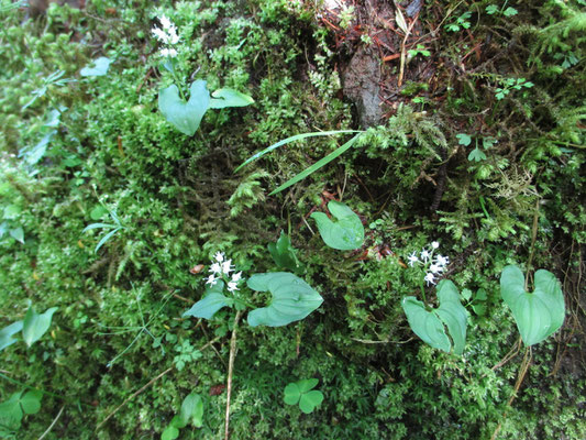 苔のなかでマイヅルソウが白い花をつけていました