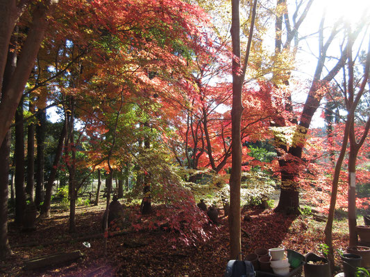 沓掛館山の紅葉3