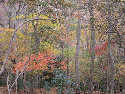 西山の紅葉1