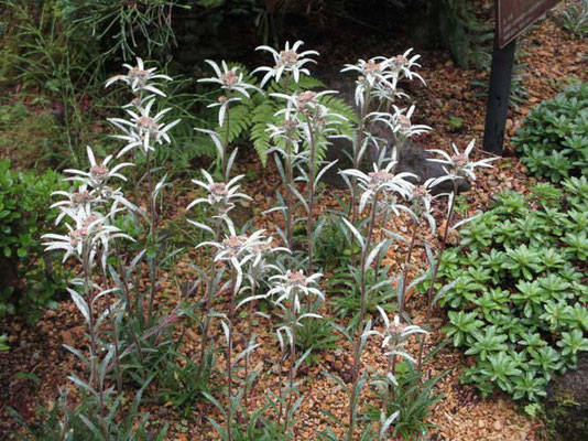 高山植物コーナーで出会えたハヤチネウスユキソウ　この花に出会いたく早池峰山に行きたいのです　