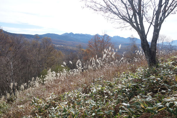 そして振り返れば、ススキの前景に青く八ヶ岳の峰々　すっかり秋の風情だ