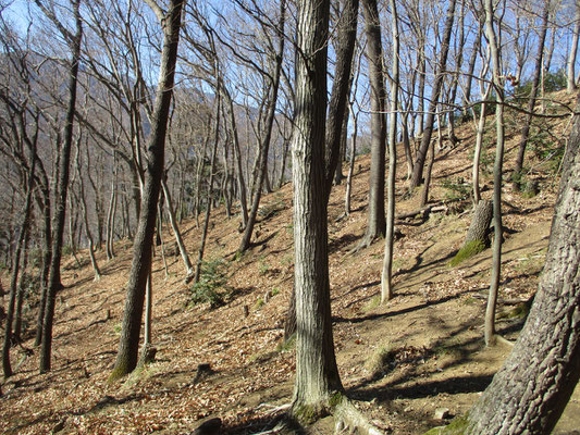 稜線の緩やかな高みを地元では「御霊山」と呼んでいるとのこと　下山したところにその社がある