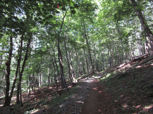 樹林は美しく、登山道も大変歩きやすい