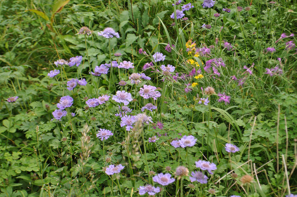 秋のお花畑　以下の花はそこに咲いていたものです