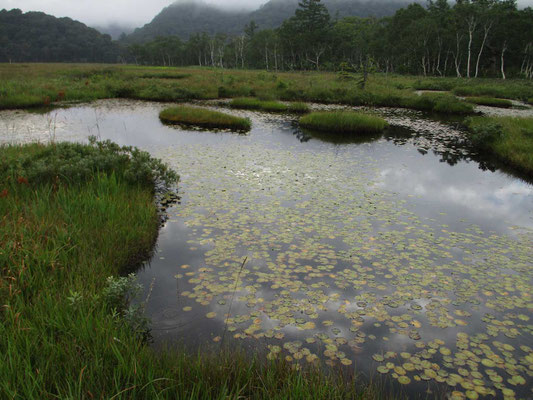 池塘にヒツジグサが浮かんでいますが、朝なので花は咲いていません