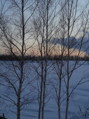 夕暮れ時の木立と雪原　風もなく静かで美しいひととき