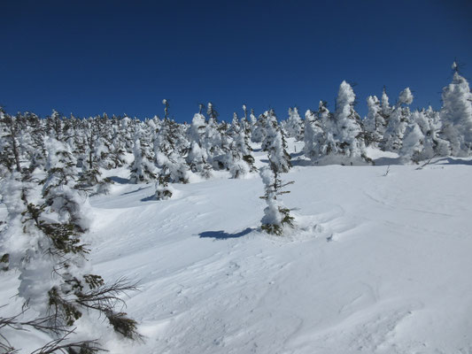 風向きなどの影響か、樹氷もちょっと寂しい所がある