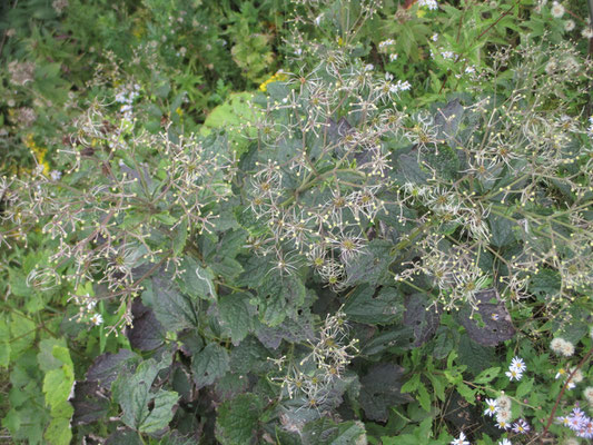 これはクサボタンの種の姿　花も薄紫できれいだが、この種の美しさ！