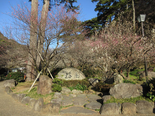 以前行った小田原の幕山などと違って、ここは山というより完全なる庭園　梅ばかりでなく紅葉のような木も多く、秋もまたいい雰囲気なのだろう