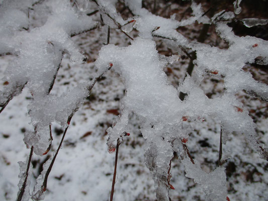 朝の、まだ雪がつもった枝先　