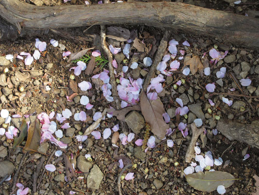 サクラの花びら吹き溜まり　色とりどり