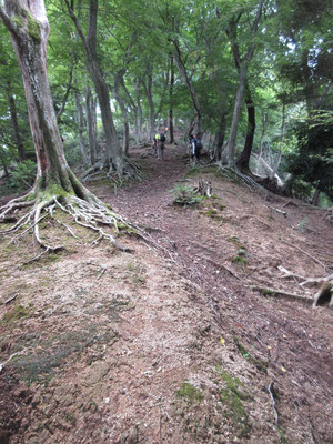 下からつま先上がりの急登を見上げる　低山だが、勾配は厳しい