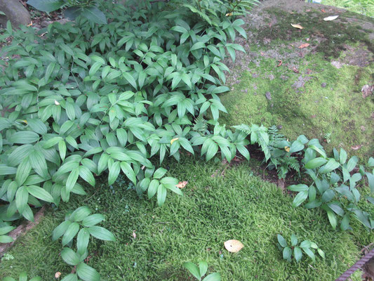ホウチャクソウの緑と苔の美しさ