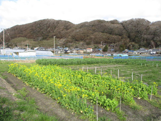 登山口に向かう途中から城山を見る　畑も整備され菜の花が咲いている