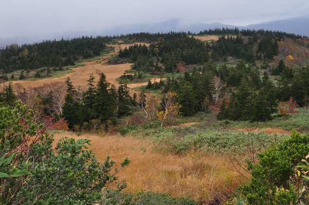 山麓はブナの森に包まれている山々も上部は草紅葉の草原と笹原、そして針葉樹が織りなす世界です