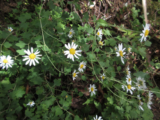 これは私にも分かるリュウノウギク 何故分かるのか? 葉っぱを見れば、こんな菊の葉っぱらしいのはこれだけなので
