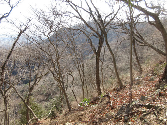 冬の輝く枯れ枝越しに荻野高取山が隣に見える