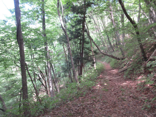 ほとんど人も入らない様子の山だが、こんないい山道が続く