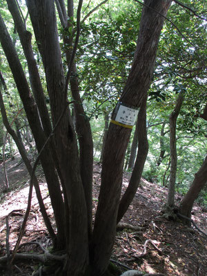 今まであんなに可憐な花が咲く木だったことに気づかなかった