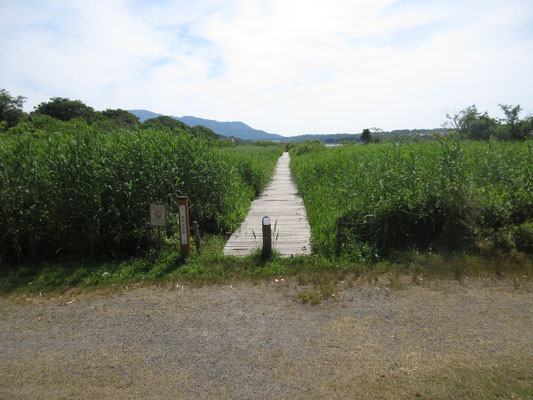 前半は木道が敷かれていた